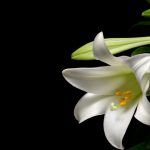 easter lily